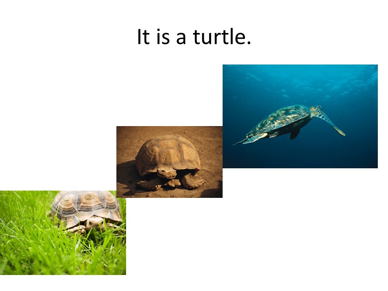 It is a turtle.
